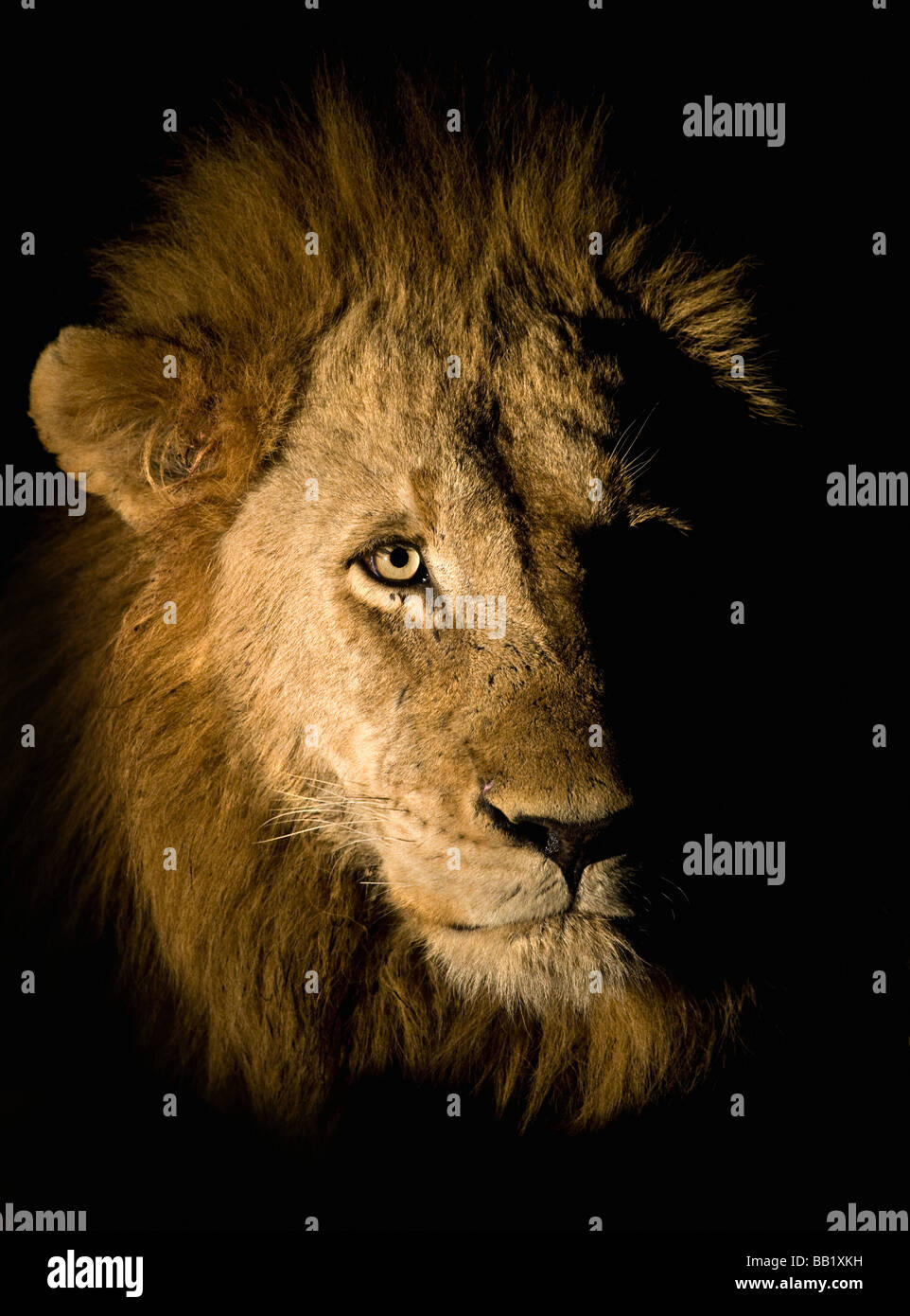Lion (Panthera leo), il maggiore parco nazionale Kruger, Sud Africa Foto Stock