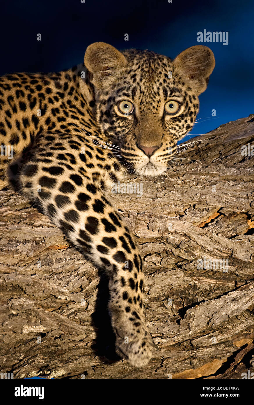 Leopard (Panthera pardus), il maggiore parco nazionale Kruger, Sud Africa Foto Stock