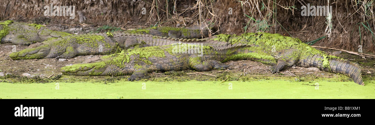 Coccodrillo del Nilo (Crocodylus niloticus), il maggiore parco nazionale Kruger, Sud Africa Foto Stock