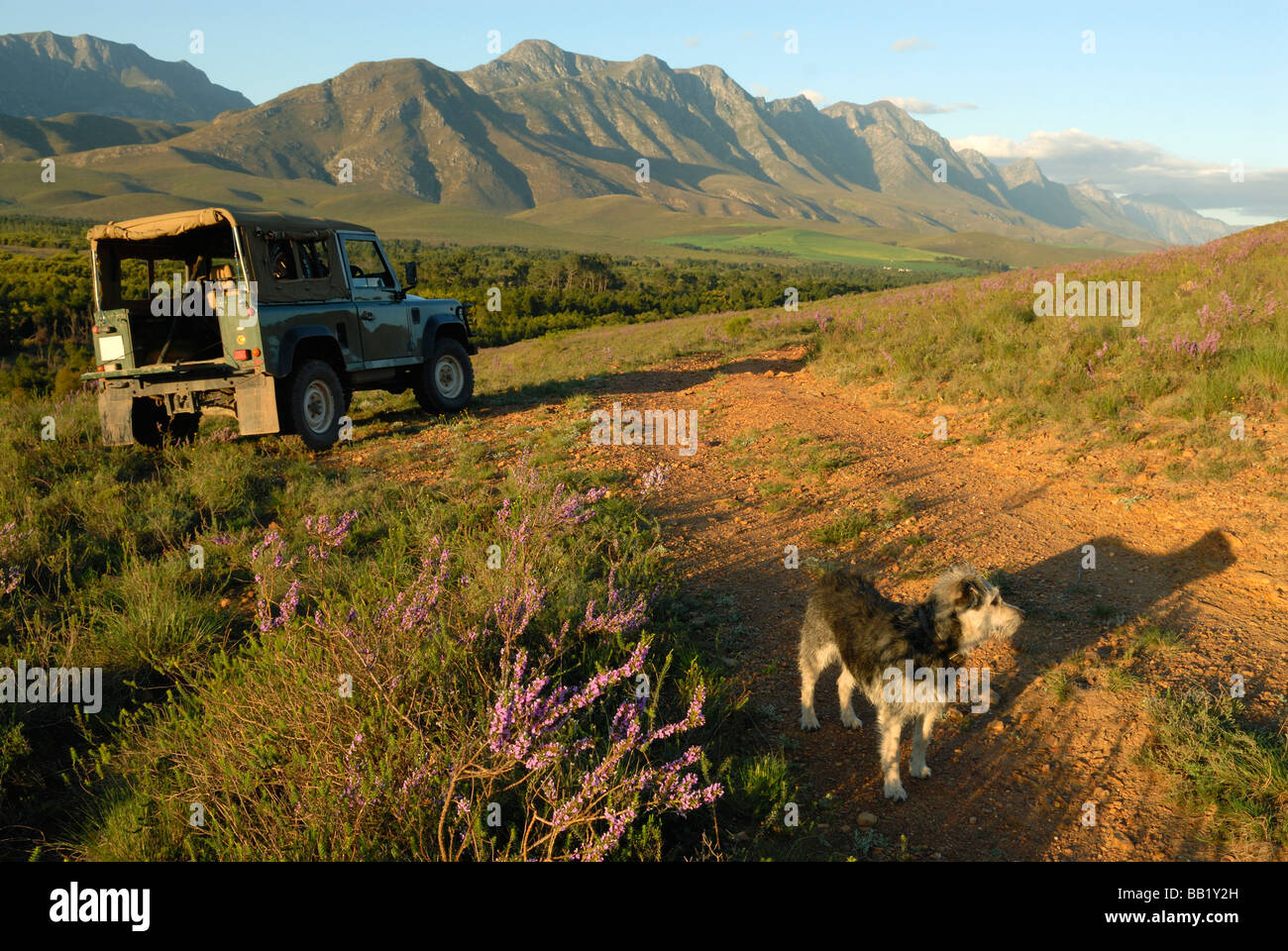 Vita all'aperto con il cane e 4x4 in primavera, Riviersonderend montagne, Overberg, Western Cape, Sud Africa Foto Stock
