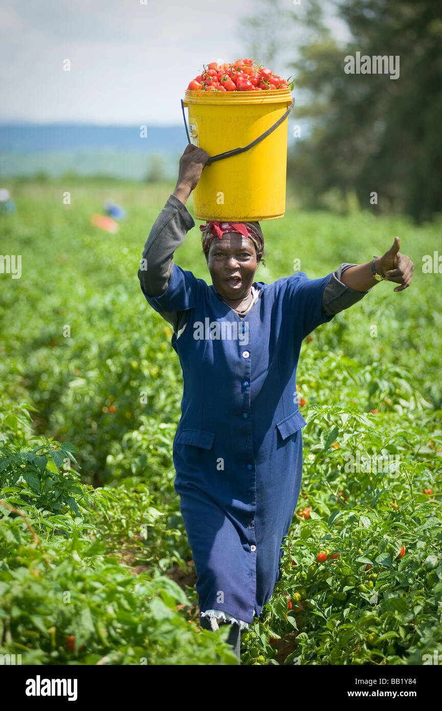 La donna lavoratrice agricola sorridente in telecamera e portante appena raccolti sweet baby peperoni rossi, Kwazulu-Natal, Sud Africa Foto Stock