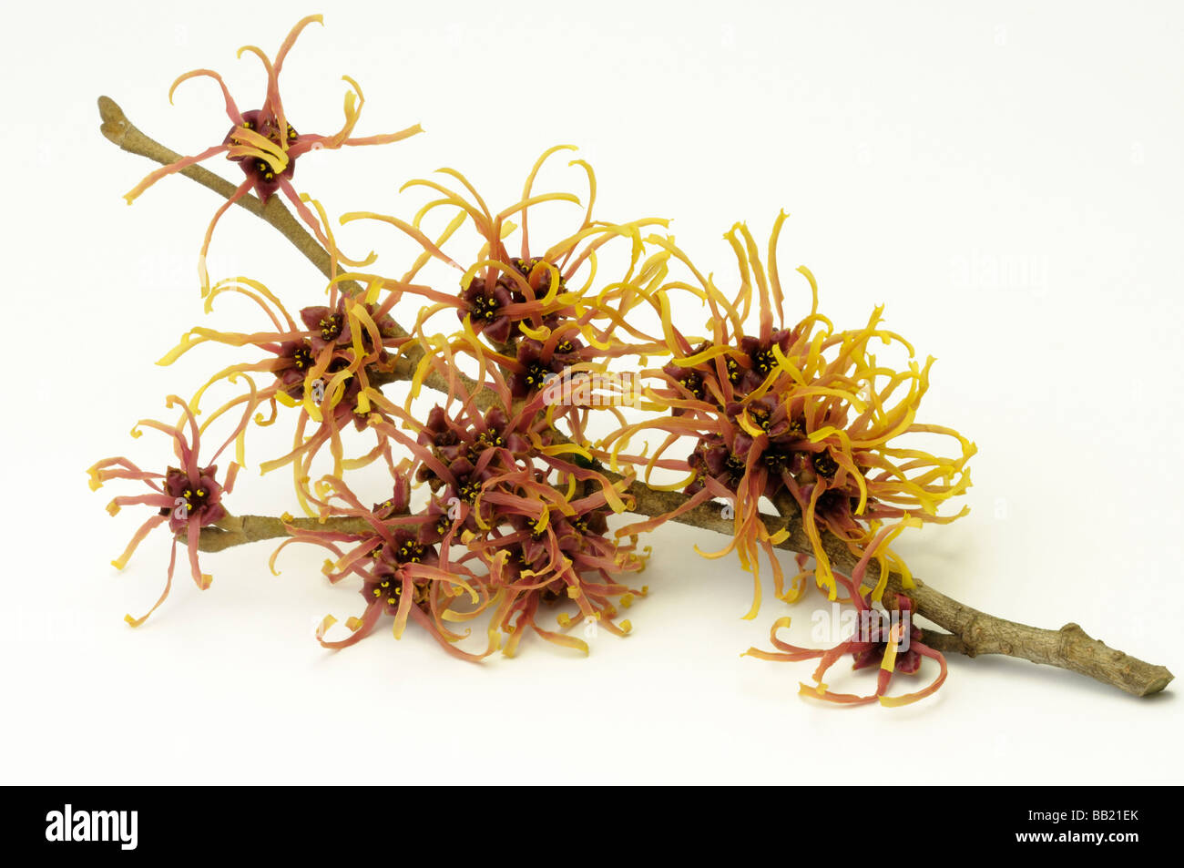 Amamelide (Hamamelis x intermedia), varietà: Jelena, fioritura ramoscello, studio immagine Foto Stock