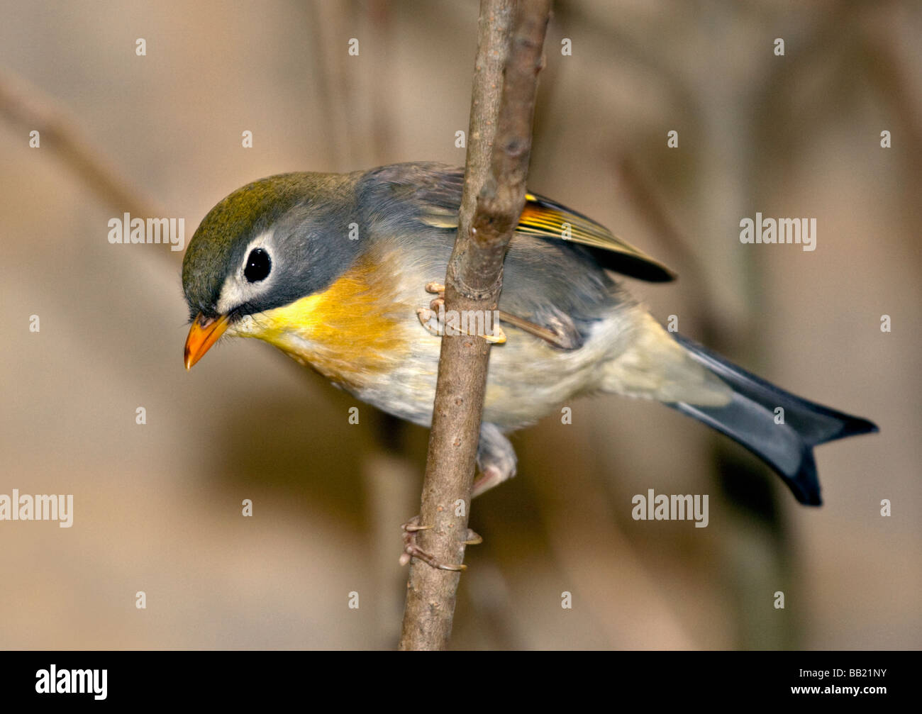 Pekin Robin (leiothrix lutea) Foto Stock