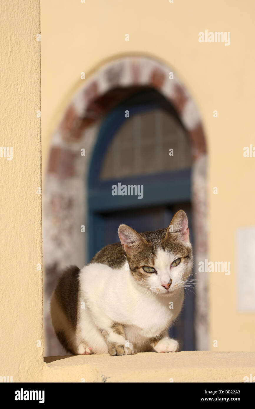 Il gatto domestico (Felis silvestris felis catus) seduto su una parete con una finestra ad arco in background Foto Stock