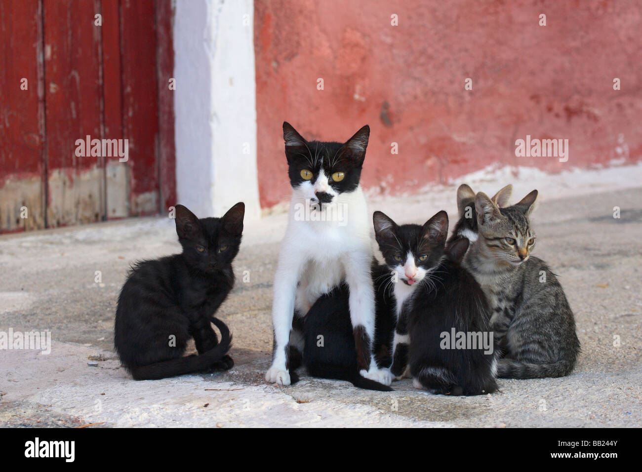 Il gatto domestico (Felis silvestris felis catus), madre e giovani Foto Stock