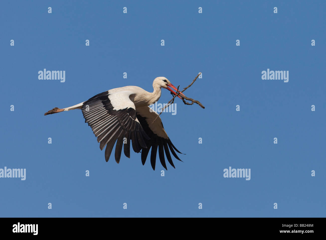 Unione Cicogna bianca (Ciconia ciconia) in volo con materiale di nidificazione nel suo becco Foto Stock