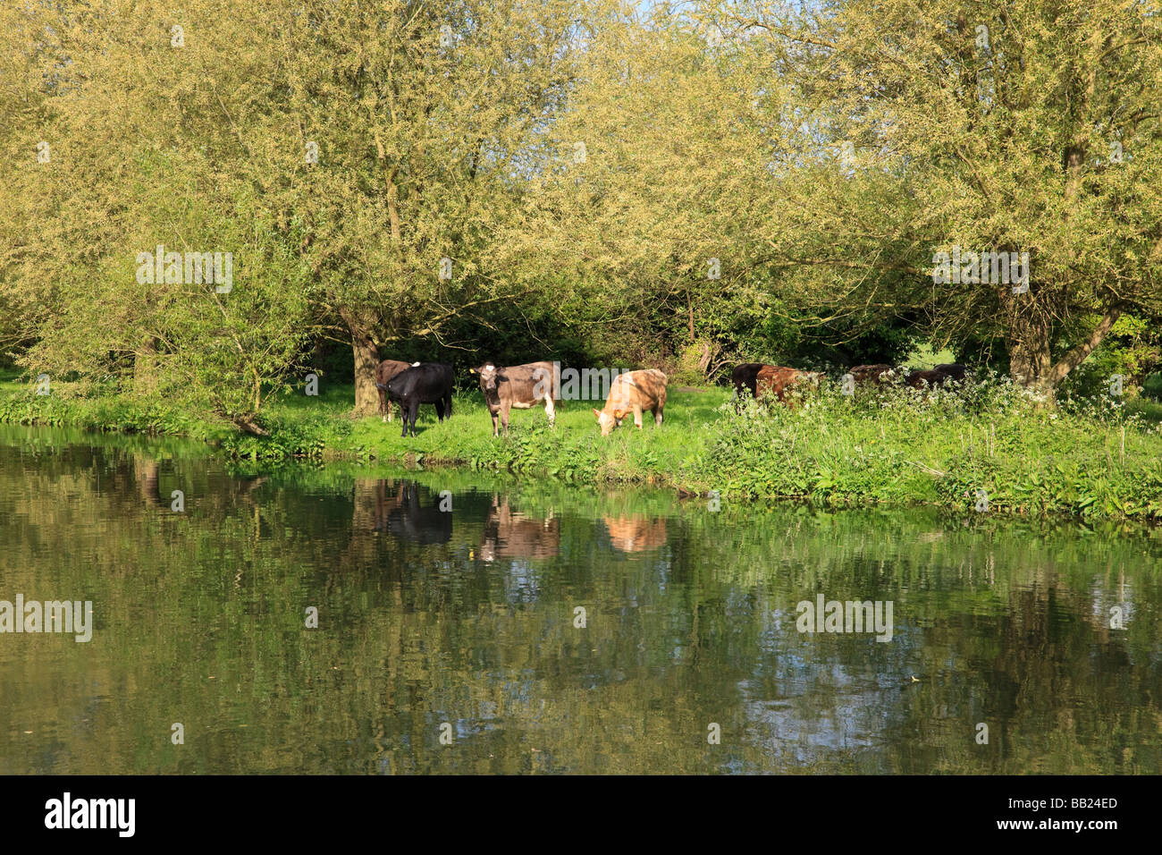 Le vacche sulle rive del fiume Cam, a Cambridge, Regno Unito Foto Stock