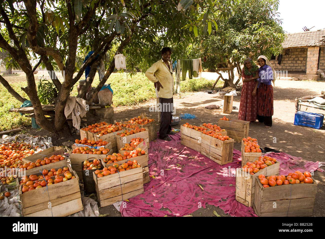 I lavoratori agricoli sono contento con il pomodoro raccolto in gujarati città di Sasan, India. Hanno sorriso e mostrare il loro lavoro. Foto Stock