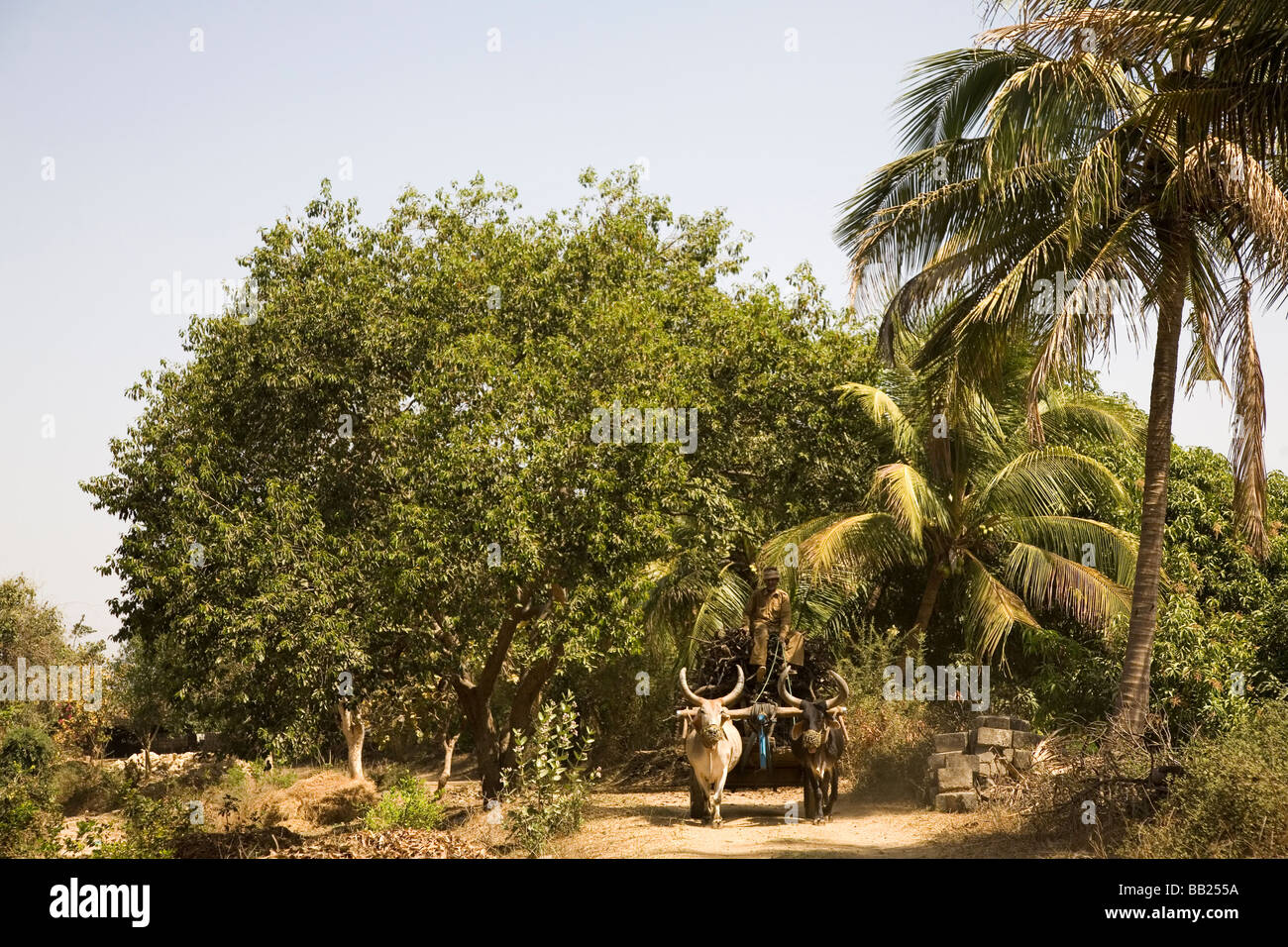 Un uomo aziona un carrello di giovenco in una fattoria in Sasan, Gujarat. Foto Stock