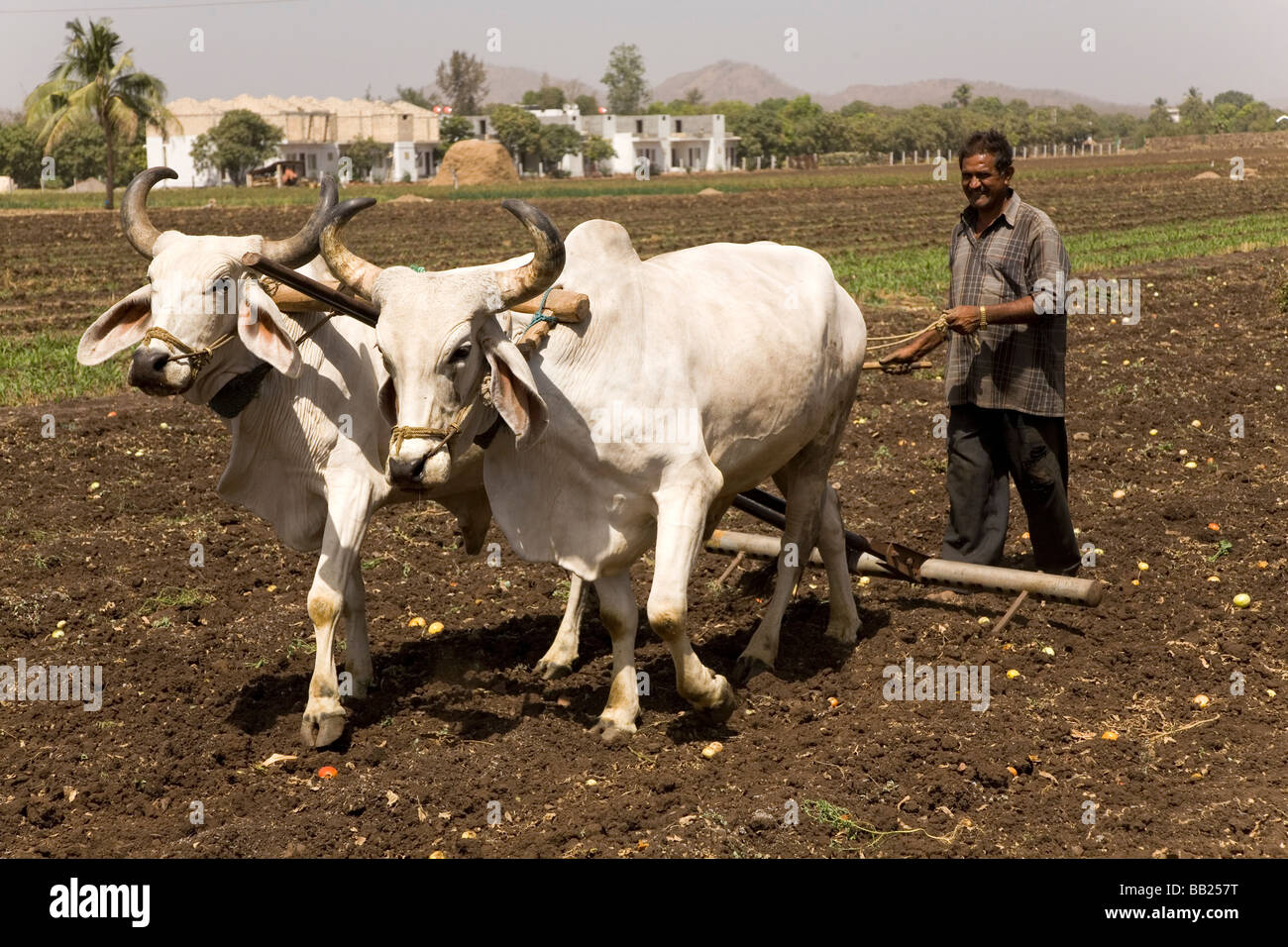 Un uomo comanda una squadra di giovenchi per arare la terra in una fattoria in Sasan, Gujarat. Foto Stock