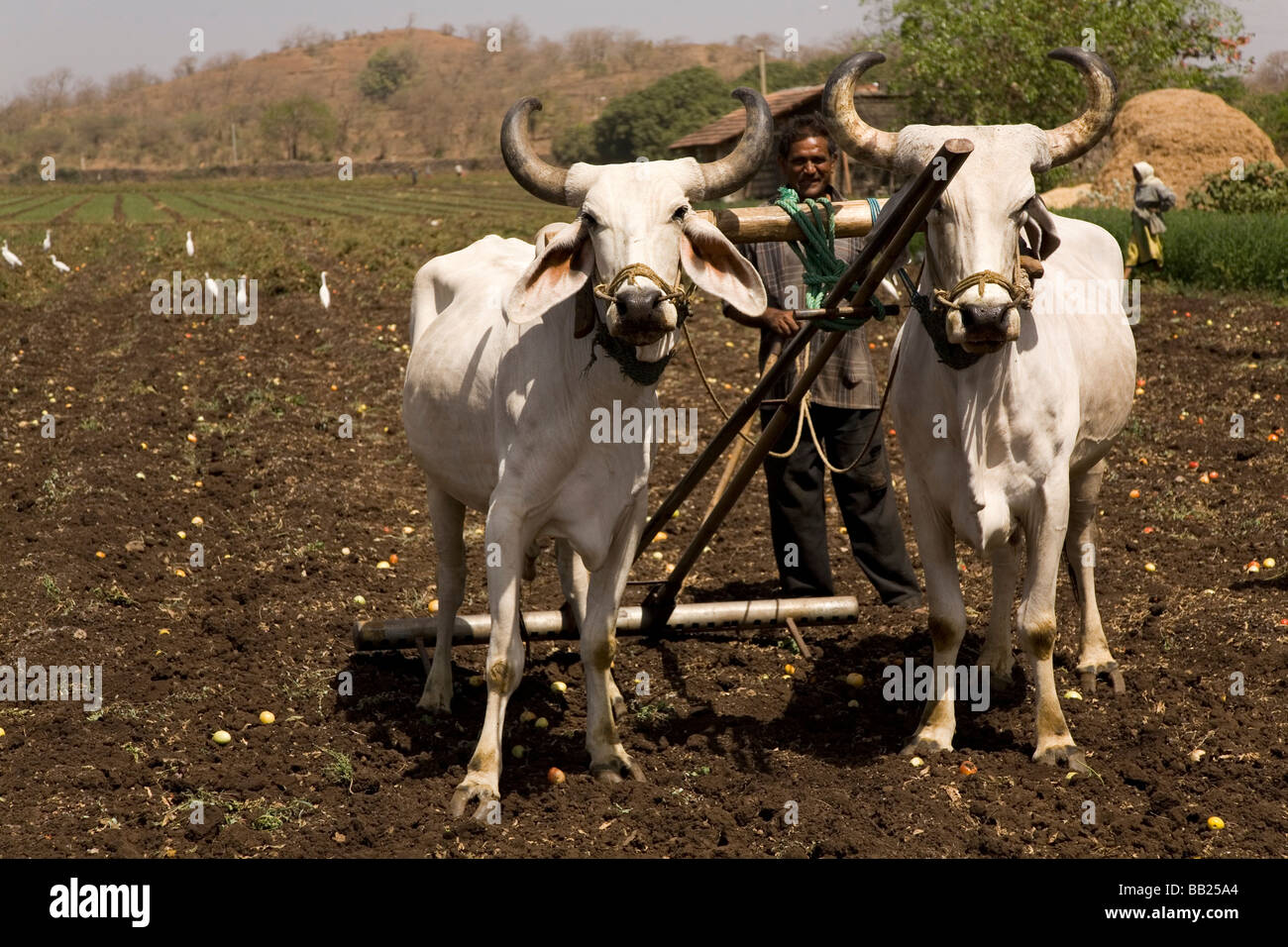 Un uomo comanda una squadra di giovenchi per arare la terra in una fattoria in Sasan, Gujarat. Foto Stock