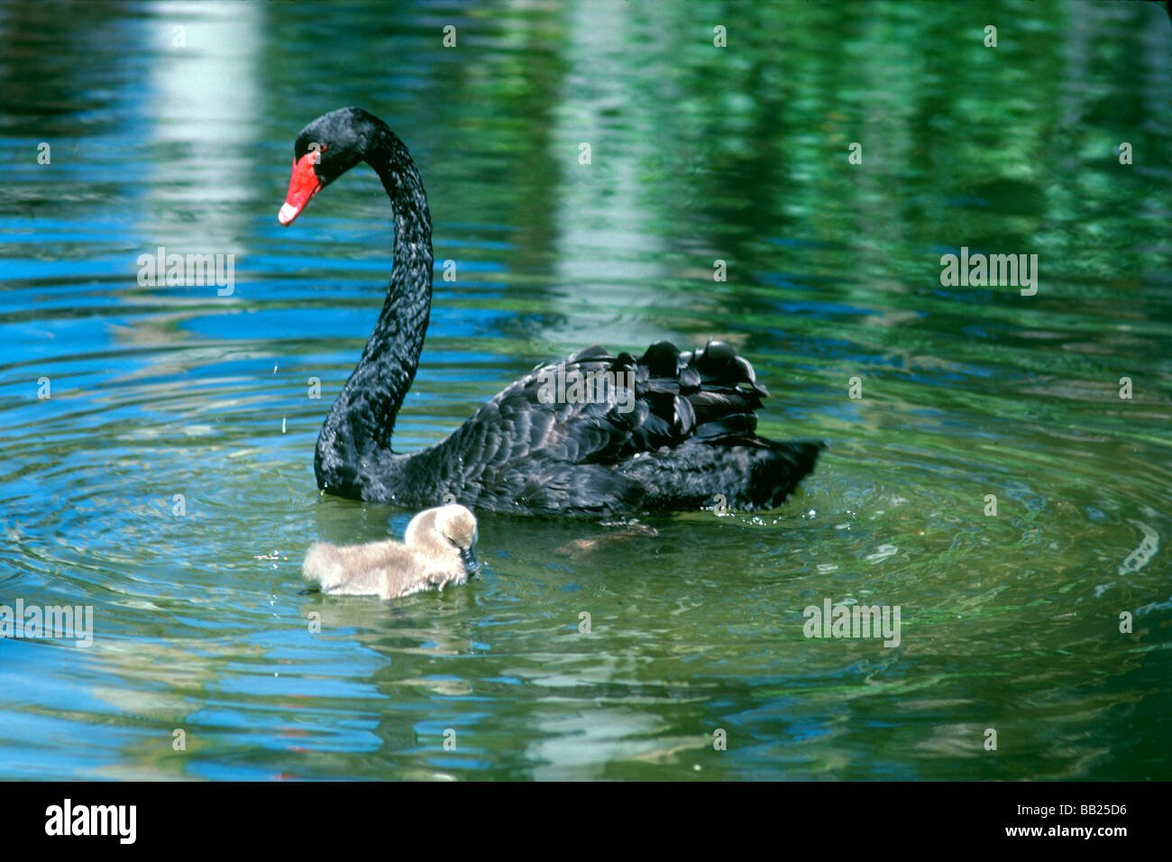 Black Swan e Cygnet, nel Territorio Settentrionale dell Australia, a Kakadu World Heritage Park Foto Stock