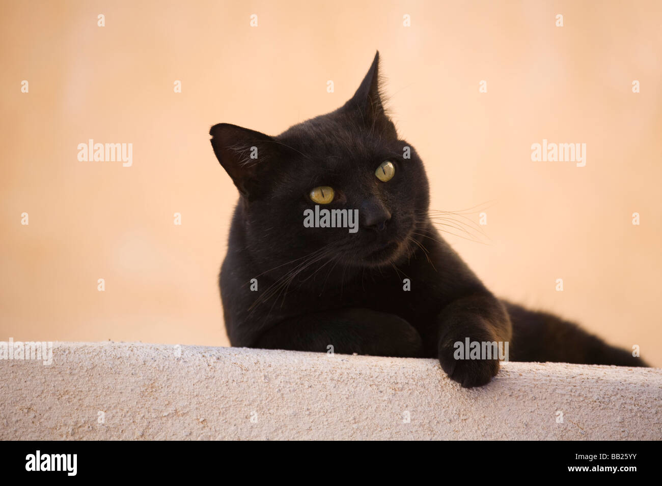 Il gatto domestico (Felis silvestris felis catus). Giacente singoli guardando nella telecamera Foto Stock