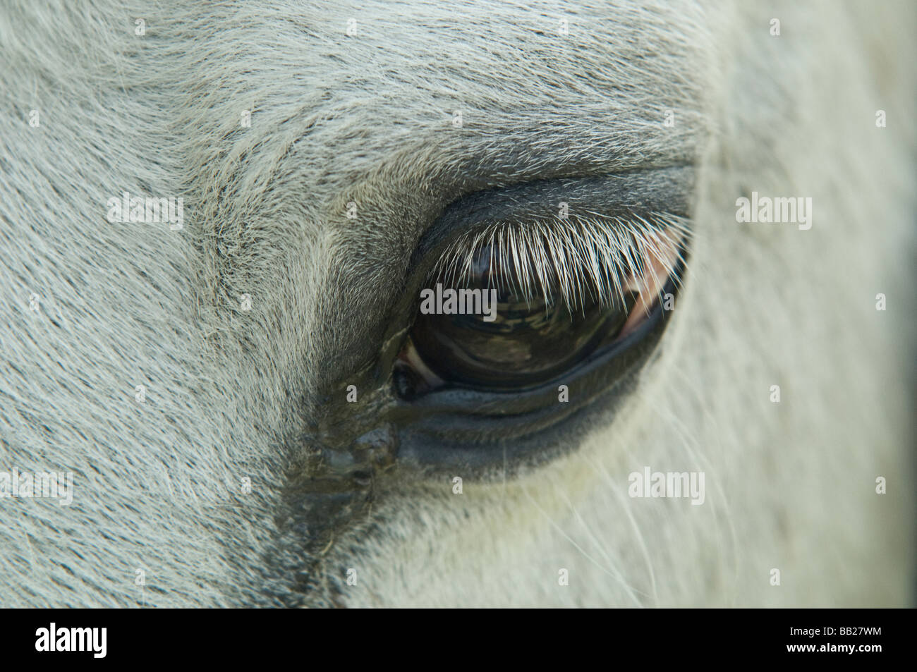In prossimità di un cavallo con gli occhi e ciglia Foto Stock