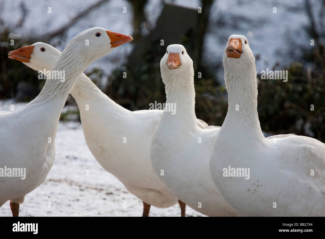 Quattro oche in Suffolk quando ha nevicato Foto Stock