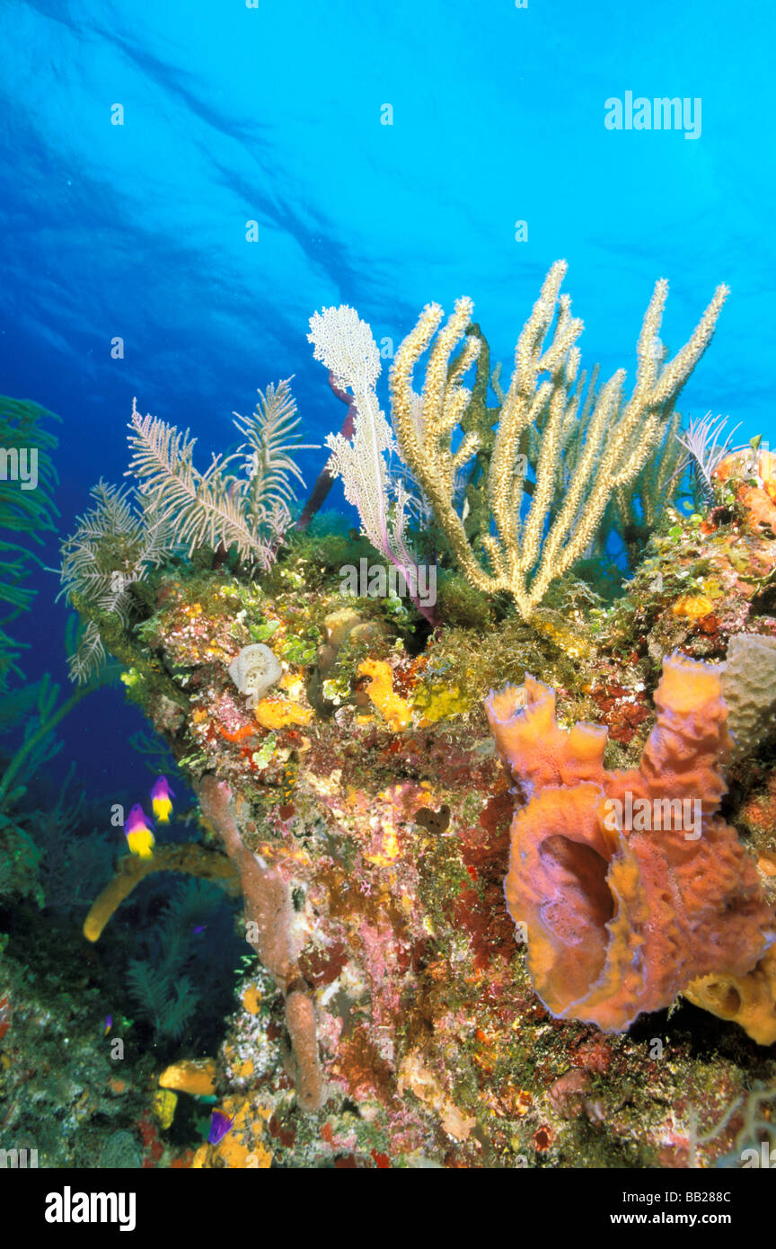 Caraibi, Bahamas. Il Reef. Foto Stock