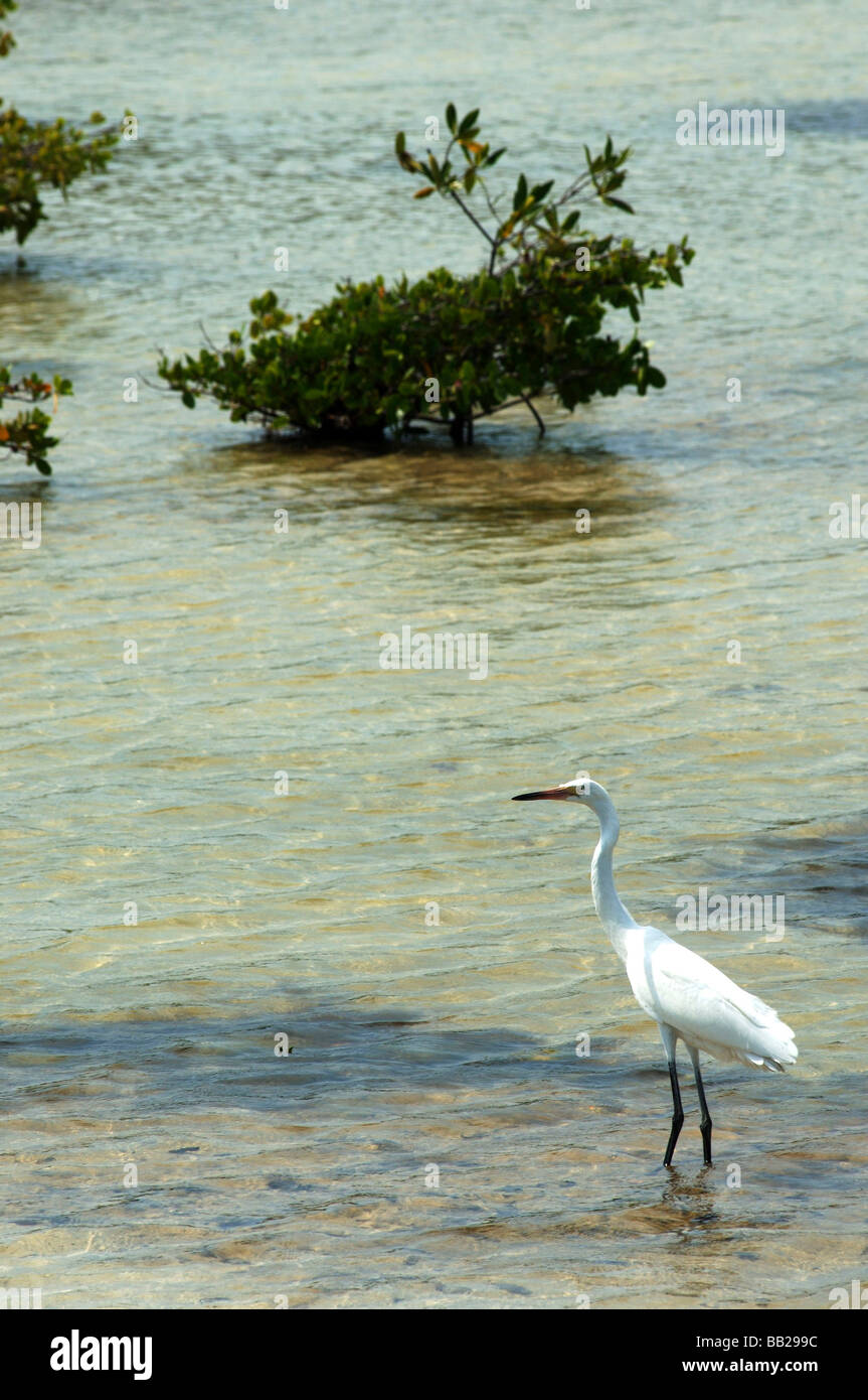 Antille Olandesi Bonaire un airone bianco wading nella laguna del sale funziona Foto Stock
