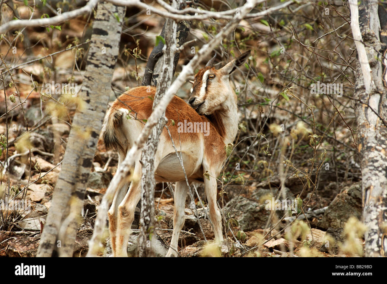 Antille Olandesi Bonaire una capra selvatica in Washington Slagbaai National Park Foto Stock