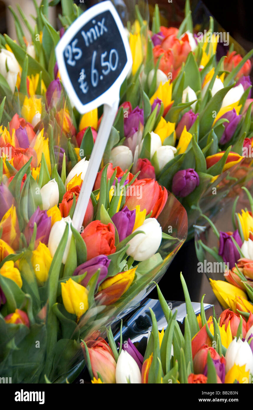 Europa, Paesi Bassi, South Holland, Amsterdam Foto Stock