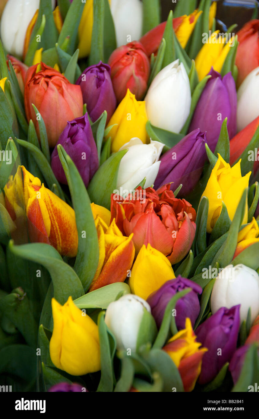 Europa, Paesi Bassi, South Holland, Amsterdam Foto Stock