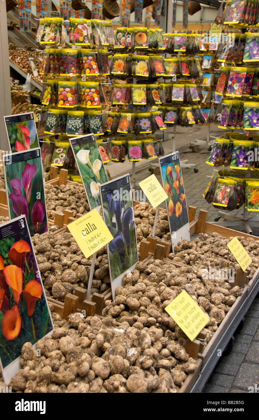 Europa, Paesi Bassi, South Holland, Amsterdam Foto Stock