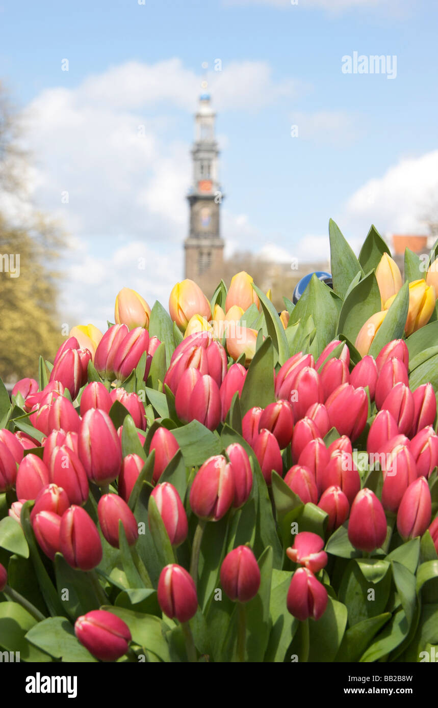 Europa, Paesi Bassi, South Holland, Amsterdam Foto Stock