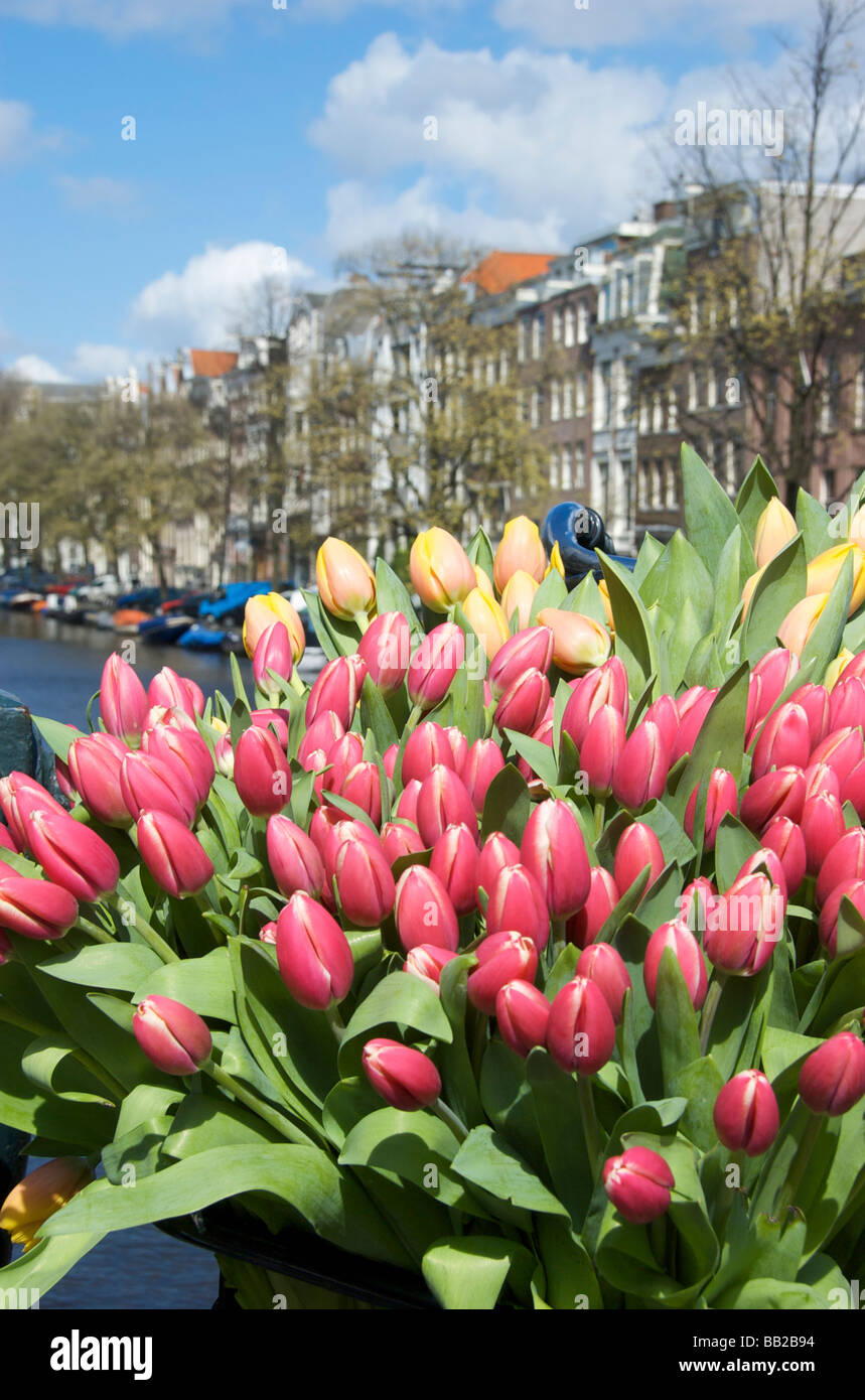 Europa, Paesi Bassi, South Holland, Amsterdam Foto Stock