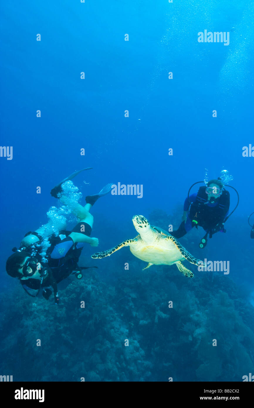 Signor subacquei con tartaruga embricata Half Moon Caye, Sito del Patrimonio Mondiale, il Belize Barrier Reef-2nd più grande al mondo Foto Stock