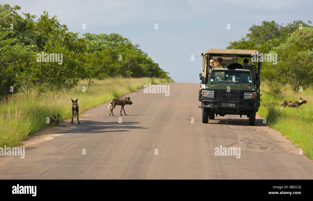 I turisti in jeep la visualizzazione di un pack di cani selvatici, Lycaon pictus, Parco Nazionale Kruger, " Sudafrica " Foto Stock