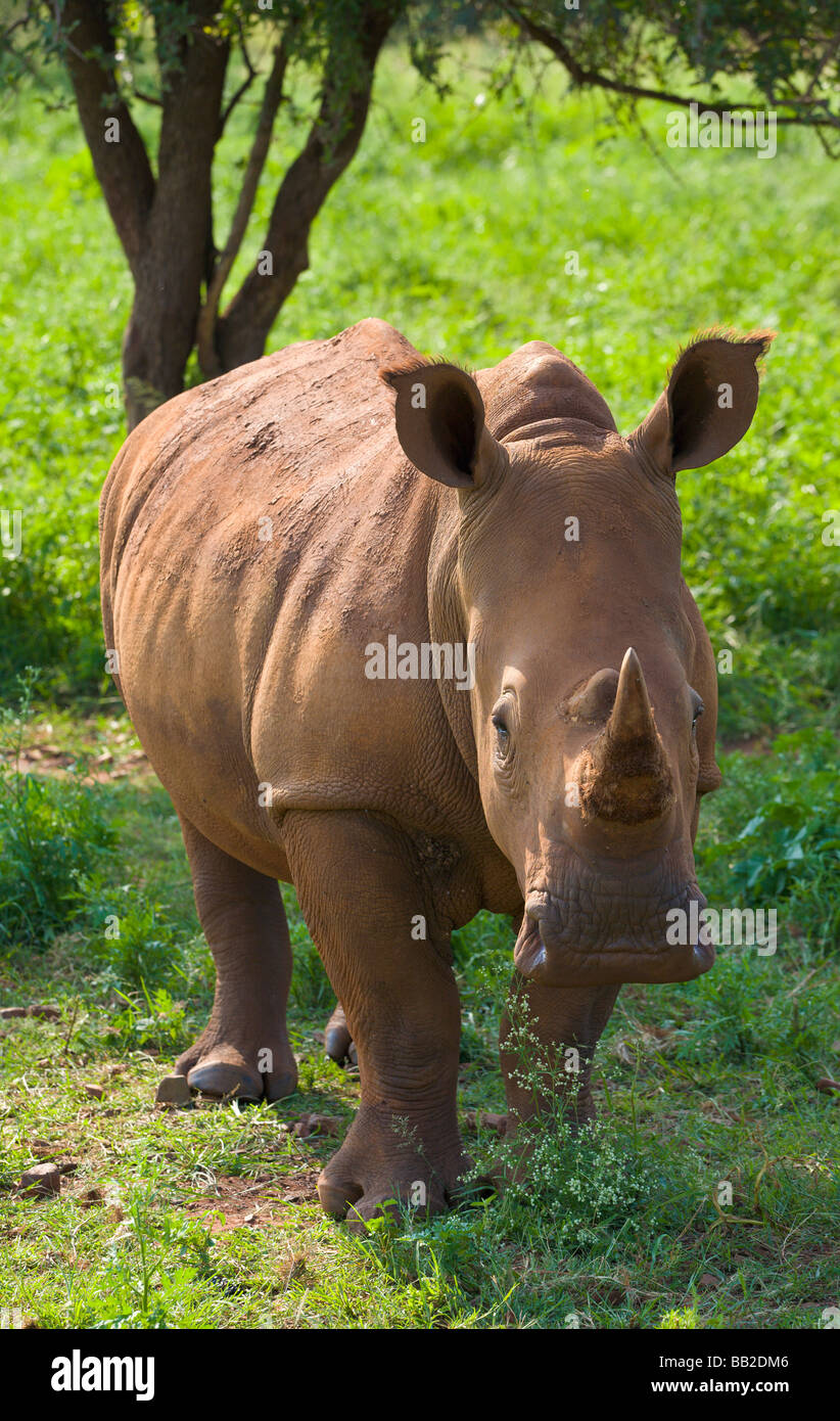 White Rhino, Ceratotherium simum, Private "Game Reserve", " Sudafrica " Foto Stock