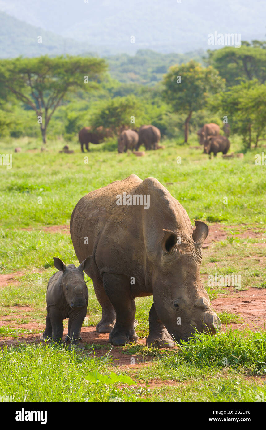 Il rinoceronte bianco, Ceratotherium simum, corno rimosso come protezione contro il bracconaggio, " Sudafrica " Foto Stock