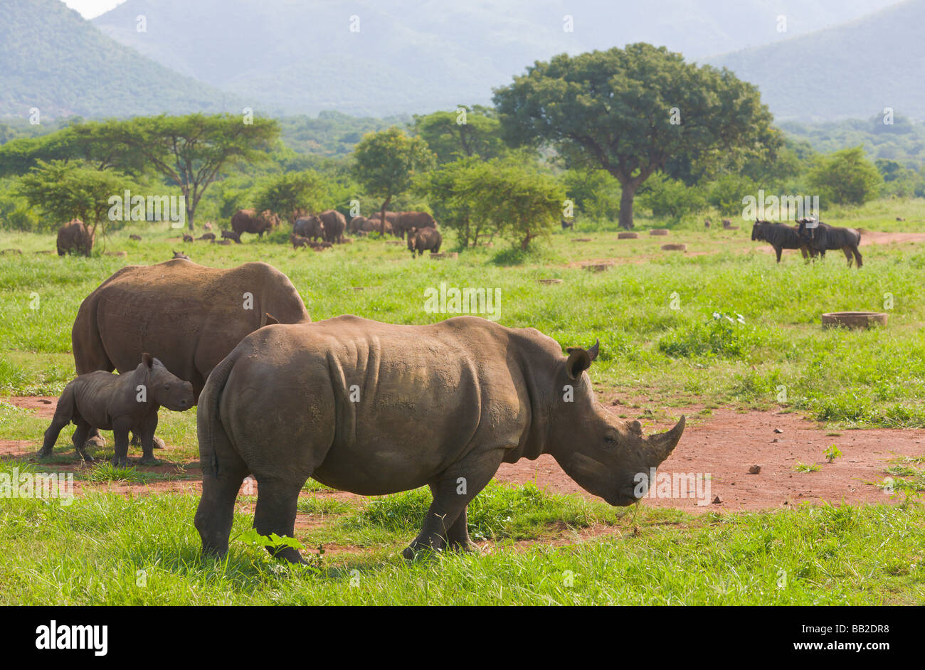 Il rinoceronte bianco, Ceratotherium simum, " Sudafrica " Foto Stock