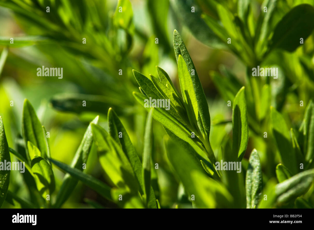 YSOP Hyssopus officinalis L lippenblütler ysope sana salute medicina medicinale piccante di spezie kraut il giardino botanico di botanica Foto Stock