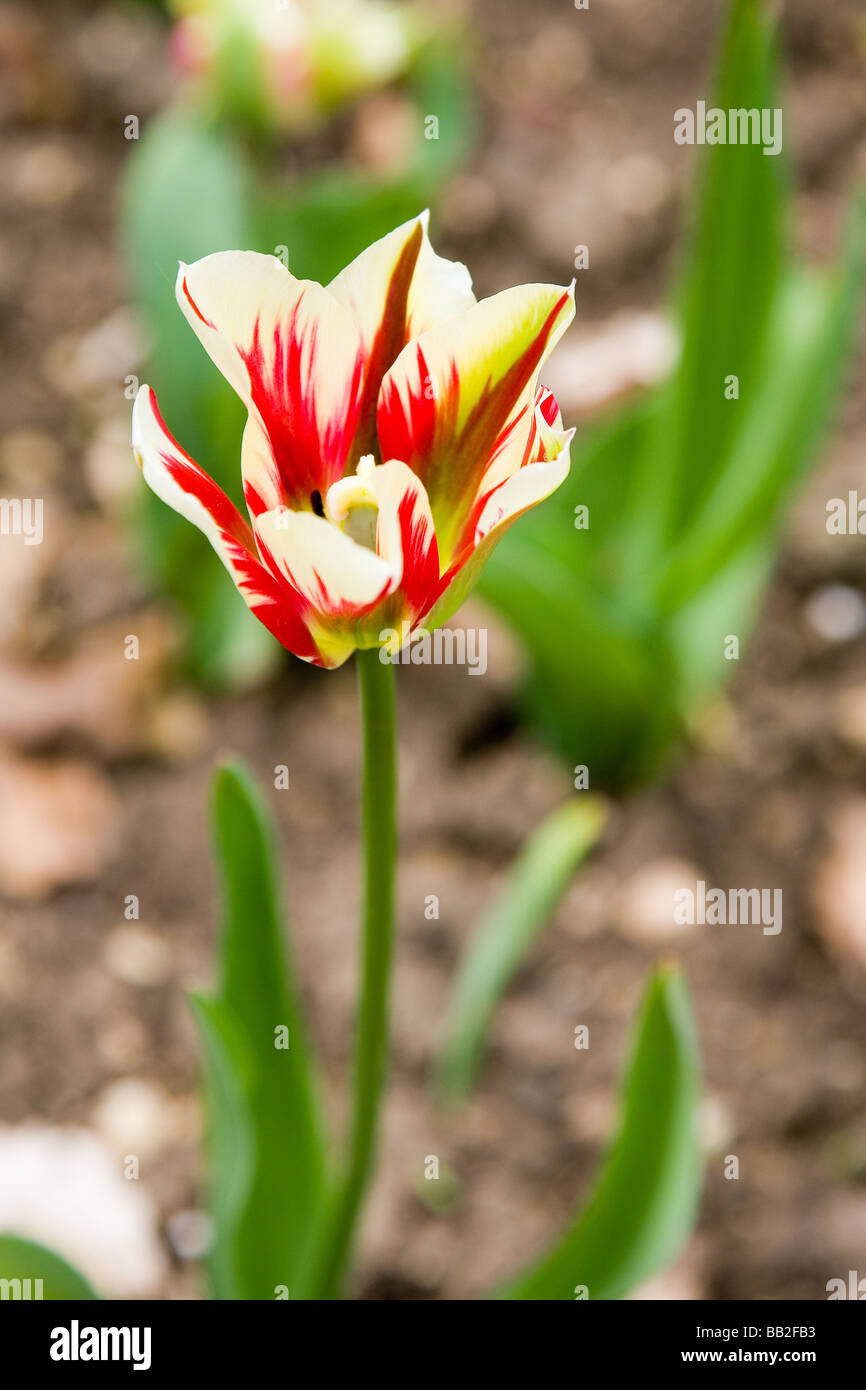 Flaming verde primavera Tulip Foto Stock