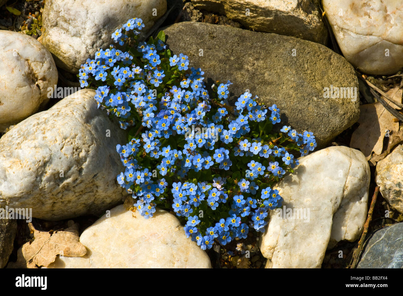 Dimenticare alpino-me-non boraginaceae MYOSOTIS Rehsteineri alpes europa Bodensee-Vergissmeinnicht Bodensee Vergissmeinnicht Alpine f Foto Stock