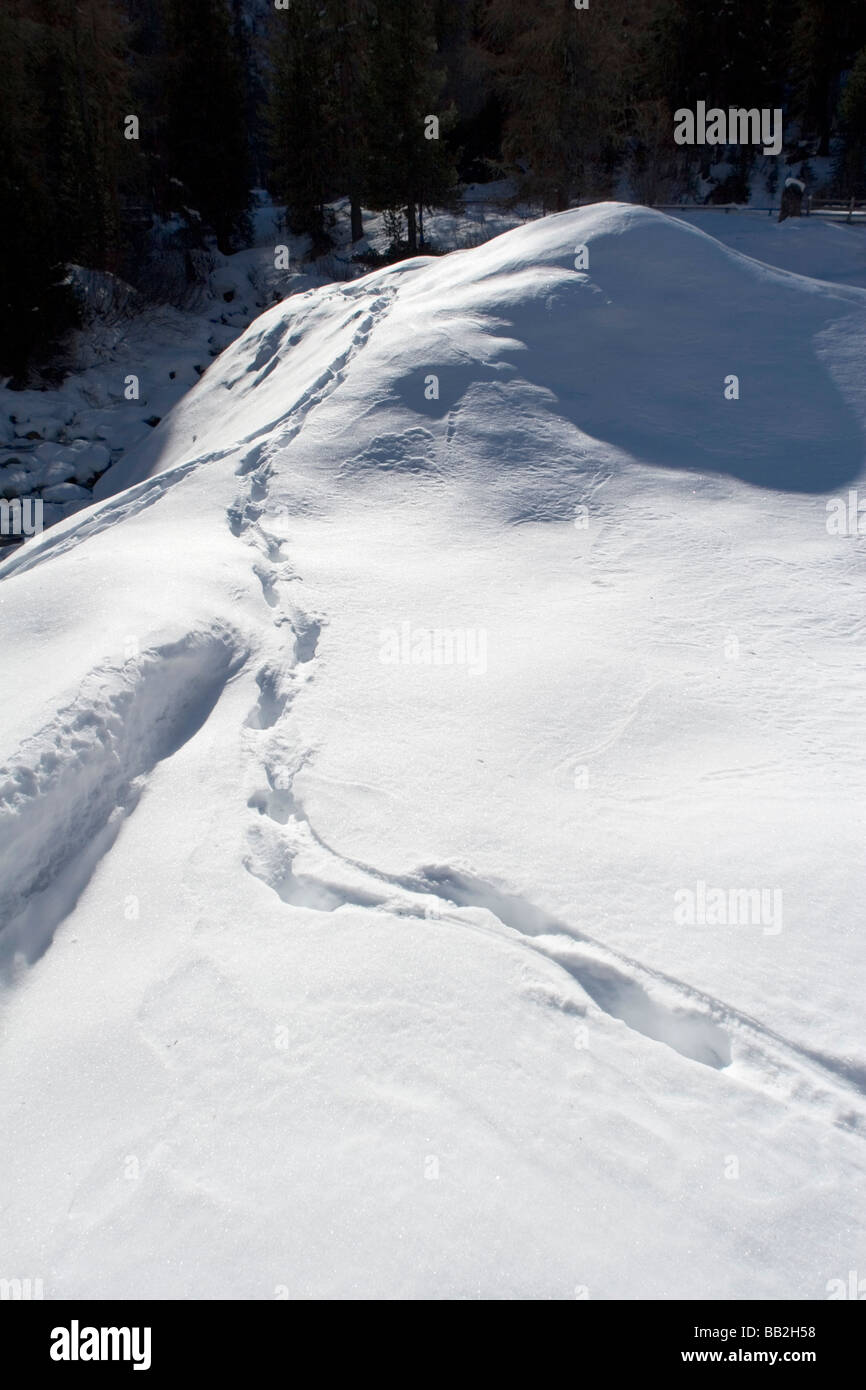 Il cervo (Cervus elaphus) tracce nella neve, Alpi Italiane Foto Stock