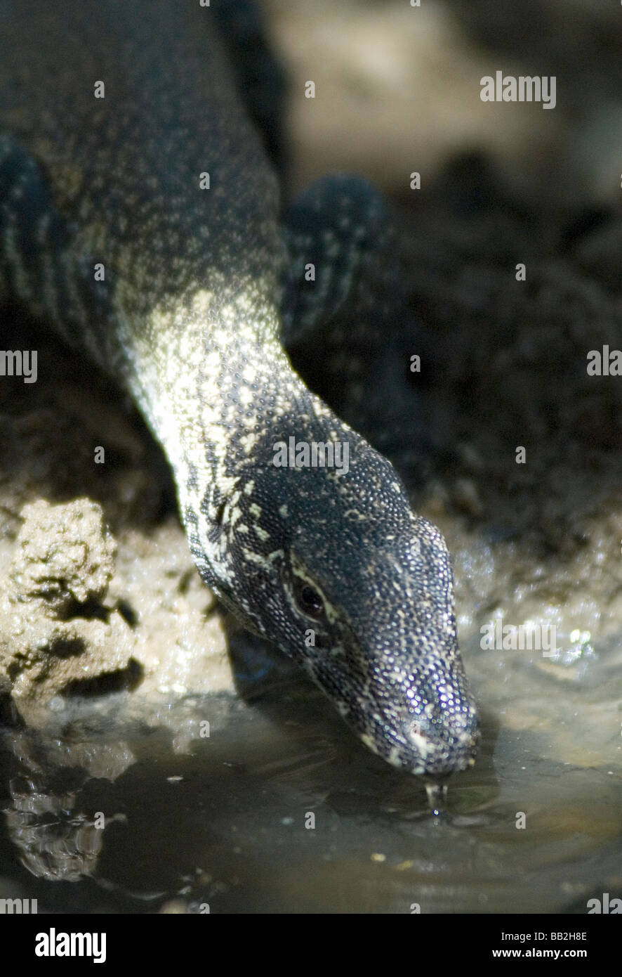 Baby drago di Komodo bere Foto Stock