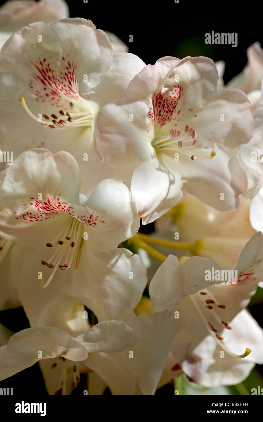 Rhododendron 'Butterfly' UK Foto Stock