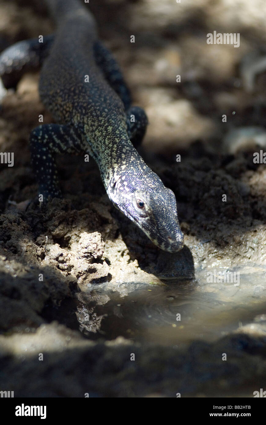 Baby drago di Komodo bere Foto Stock