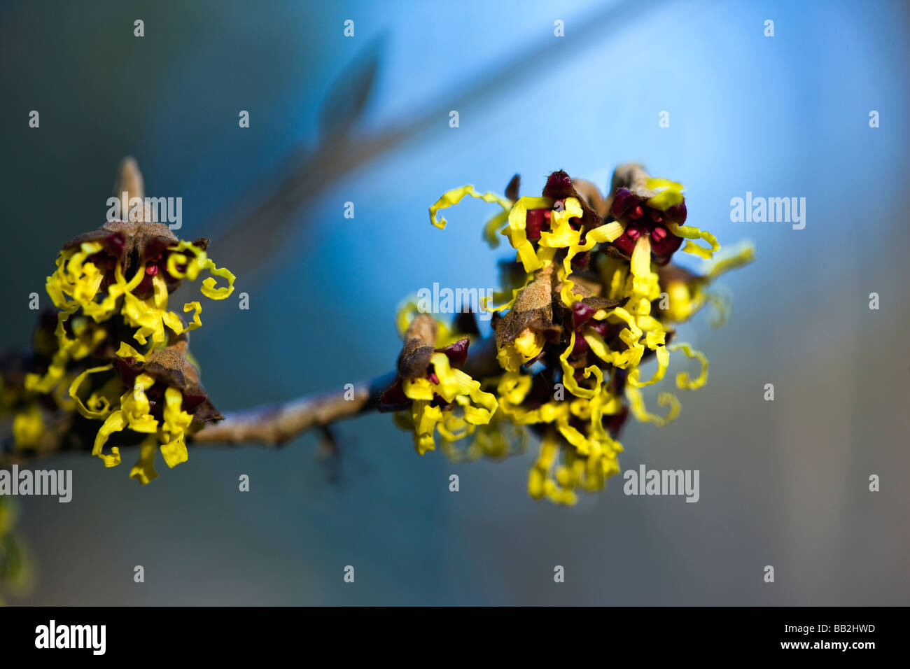 Hamamelis japonica 'Arborea' Giapponese Amamelide. Fiori invernali. Foto Stock