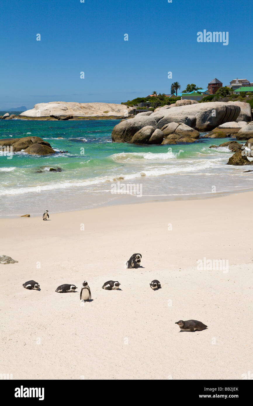 Pinguini a 'Boulders Beach', 'Simons Città", " Sudafrica " Foto Stock