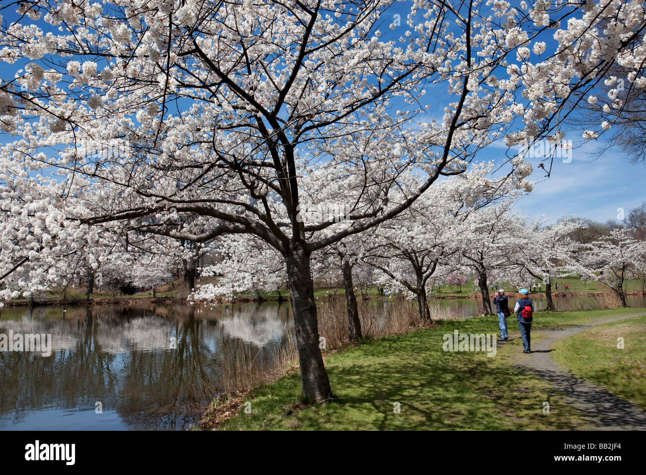 Fiori Ciliegio al ramo Brook Park Newark New Jersey Foto Stock