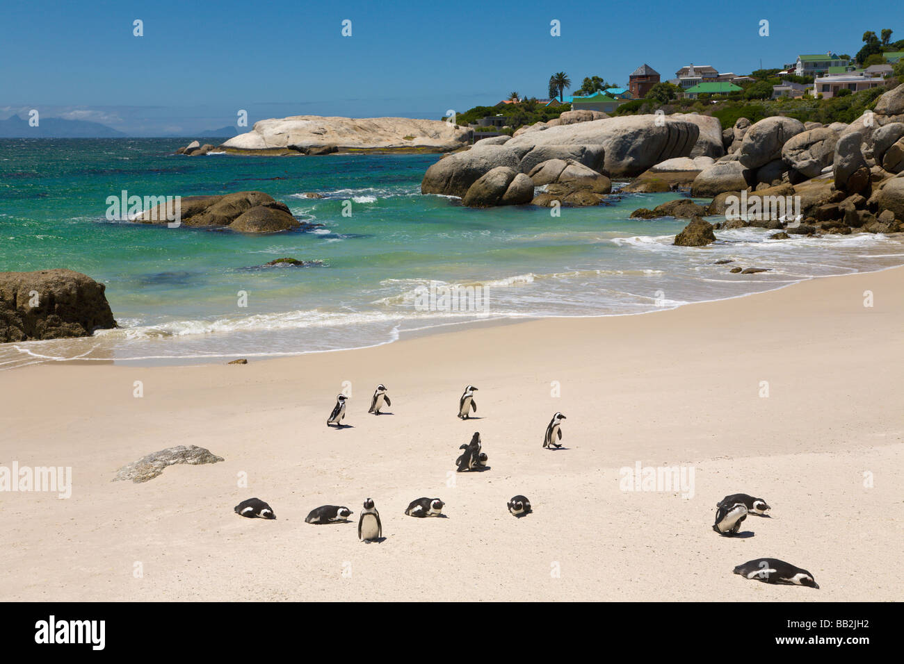 Pinguini a 'Boulders Beach', 'Simons Città", " Sudafrica " Foto Stock