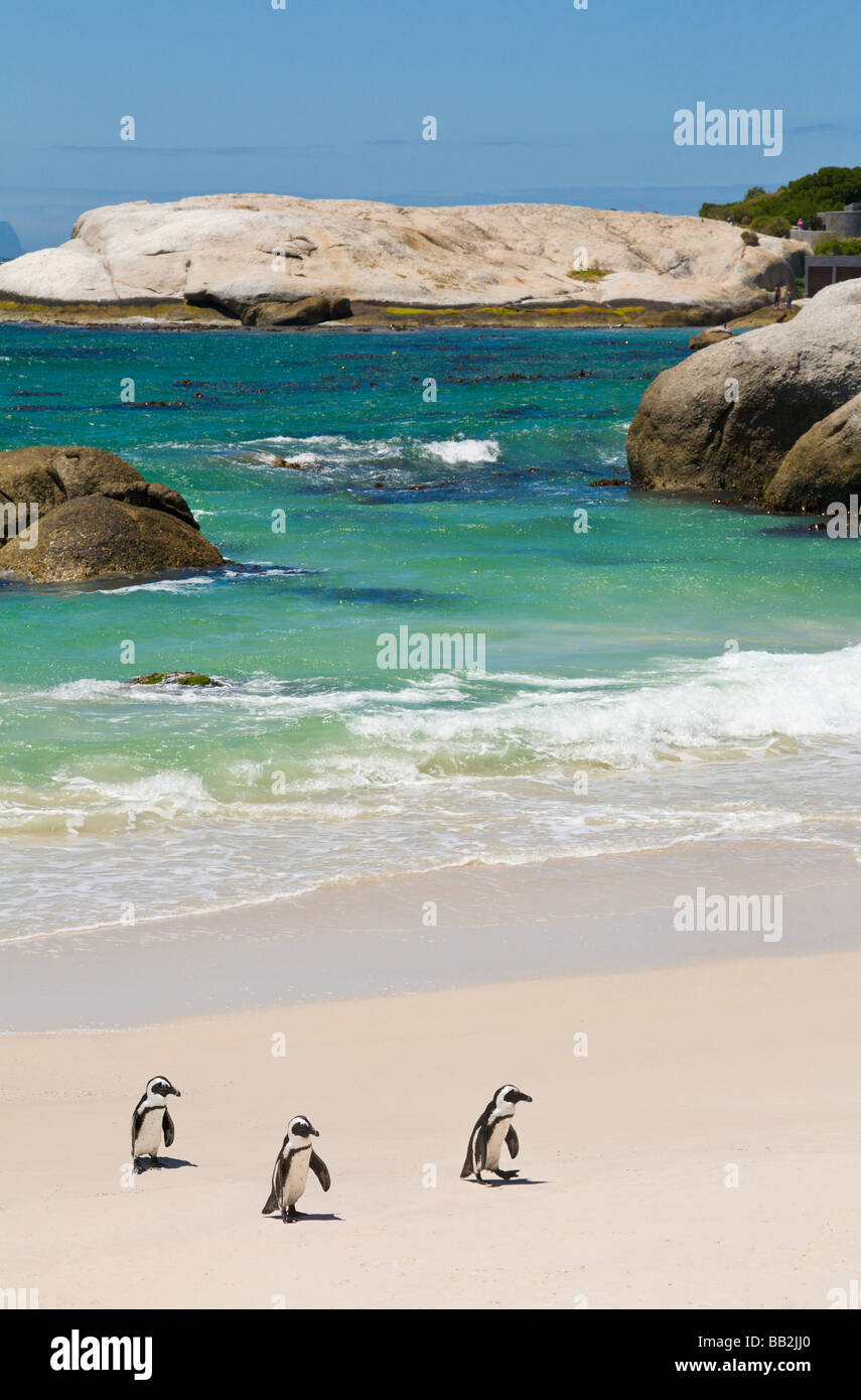 Pinguini a 'Boulders Beach', 'Simons Città", " Sudafrica " Foto Stock