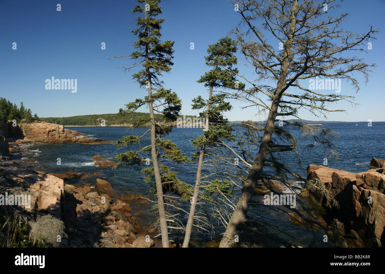 Alberi costiere e le battute di granito Ocean Drive Mount Desert Island parco nazionale di Acadia nel Maine New England Foto Stock