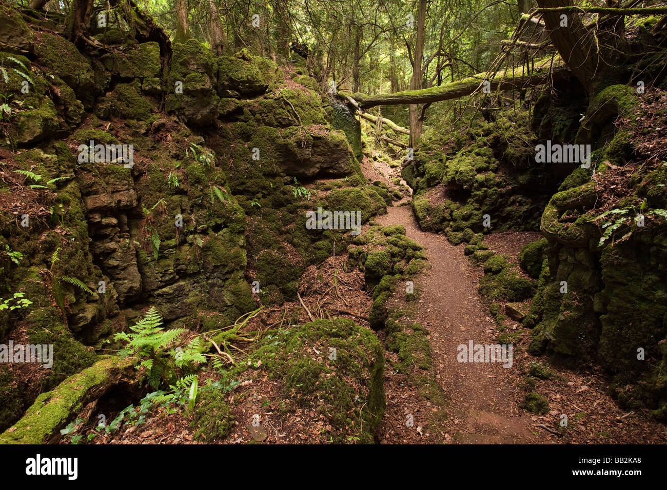 Regno Unito Gloucestershire Foresta di Dean Coleford Milkwall Puzzlewood grande Lambsquay legno Foto Stock