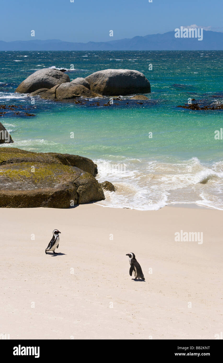 Pinguini a 'Boulders Beach', 'Simons Città", " Sudafrica " Foto Stock