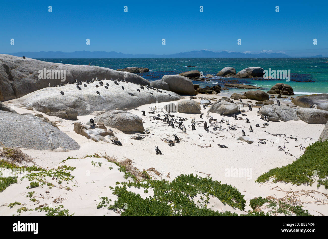 Pinguini a 'Boulders Beach', 'Simons Città", " Sudafrica " Foto Stock