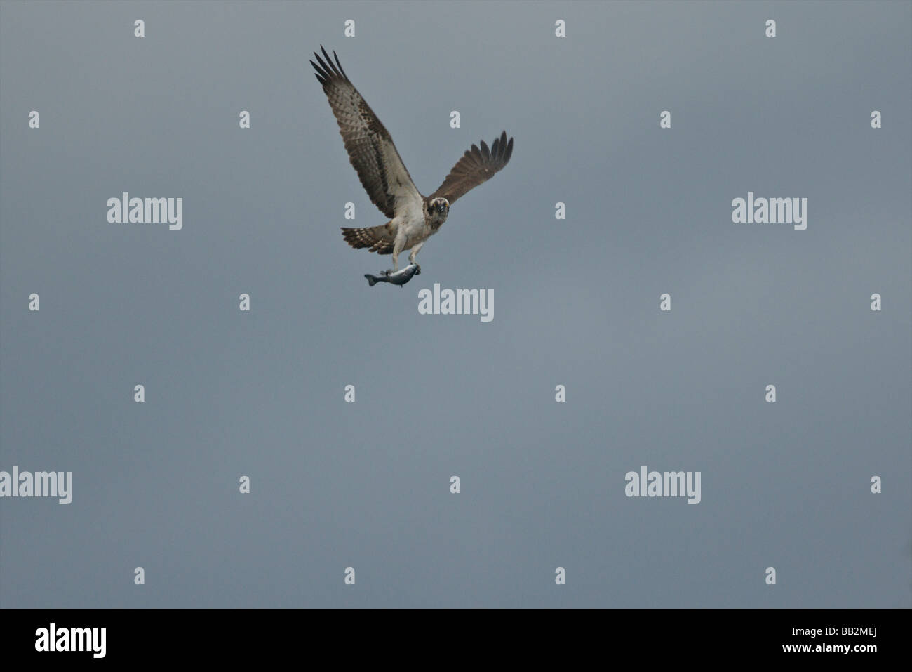 Osprey che trasportano il pesce Foto Stock