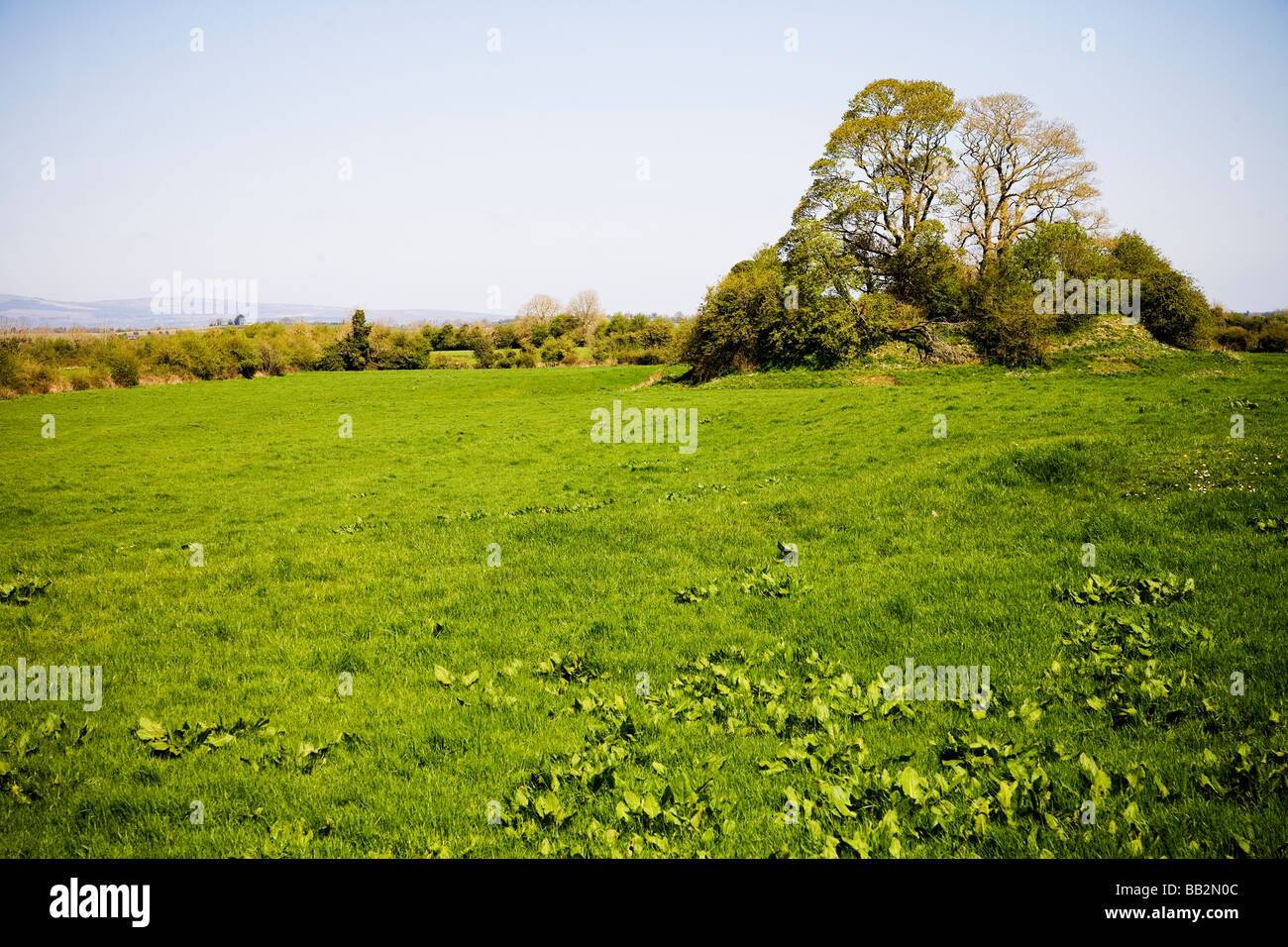 Erba verde e hedge Irlanda Foto Stock